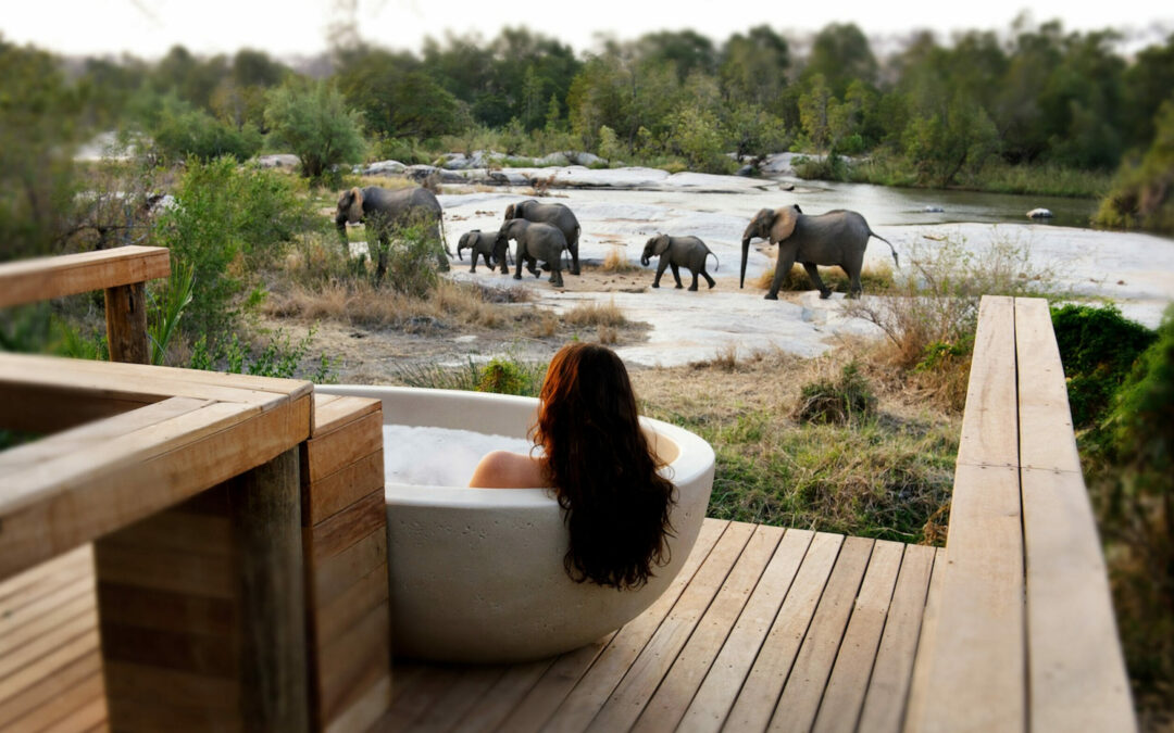 Discover What Makes Londolozi Safari So Special